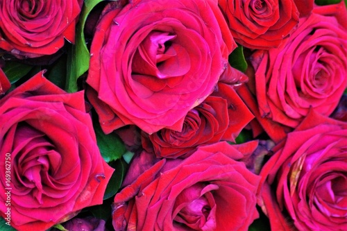 Acht rote Rosen