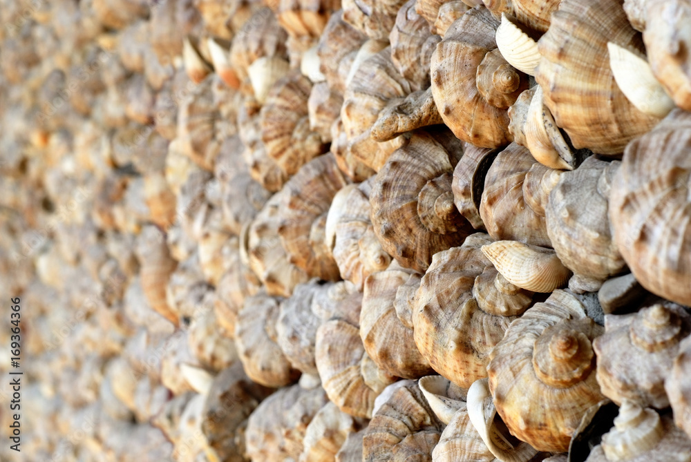 Background texture wall with sea shells and the shells of snails for graphic design Wallpaper hat web site
