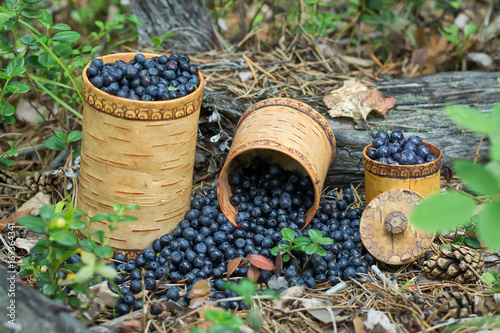 Berry Blueberries in wooden box of tuesok against forest background photo