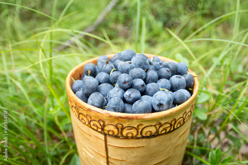 Berry Blueberries in wooden box of tuesok against forest background photo