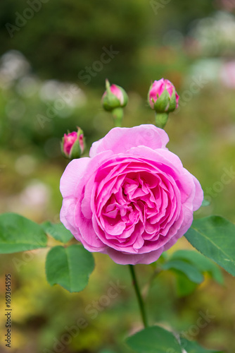 pink rose and buds in a garden