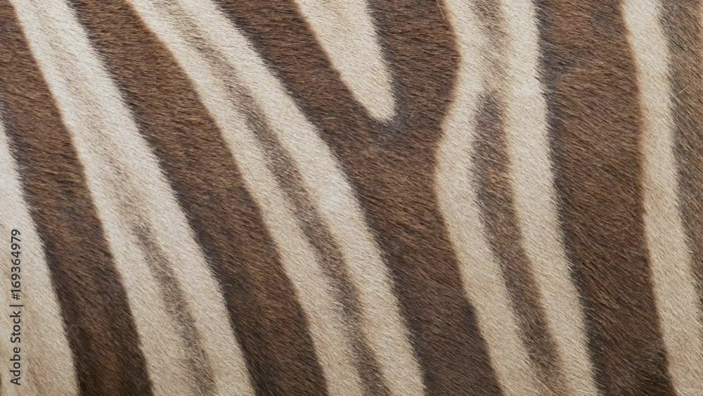 Chapman's zebra (Equus quagga chapmanni) fur Chapman's zebra (Equus quagga chapmanni) fur
