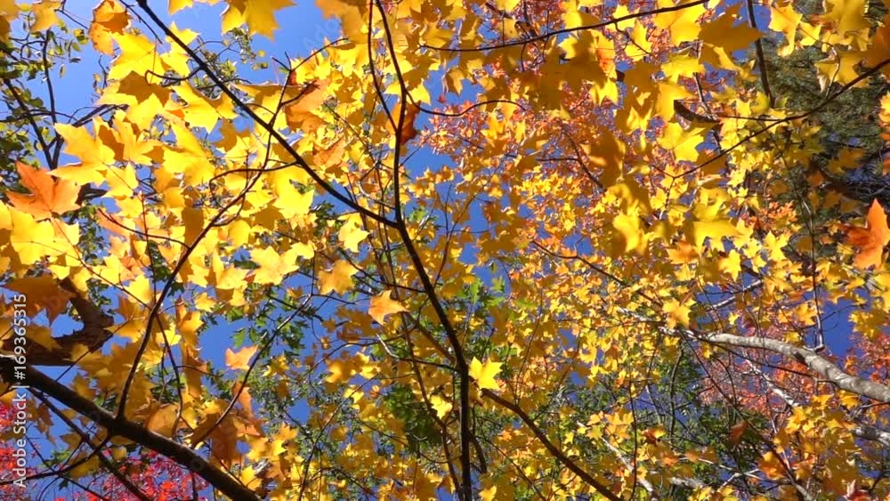 SLOW MOTION CLOSE UP: Yellow fall foliage falling off in autumn forest on sunny day. Vibrant yellow maple leaf falling slowly towards camera in sunny fall. Colorful autumn trees shedding their leaves SLOW MOTION CLOSE UP: Yellow fall foliage falling off in autumn forest on sunny day. Vibrant yellow maple leaf falling slowly towards camera in sunny fall. Colorful autumn trees shedding their leaves