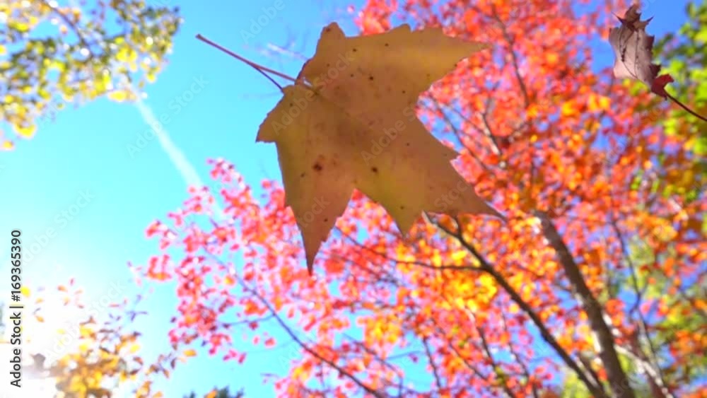 SLOW MOTION CLOSE UP: Red and yellow fall foliage falling off in autumn forest on sunny day. Vibrant maple leaf falling slowly towards the ground in sunny fall. Colorful autumn trees shedding leaves
