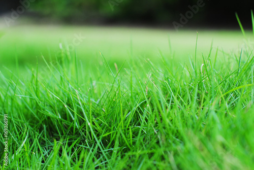 Green grass