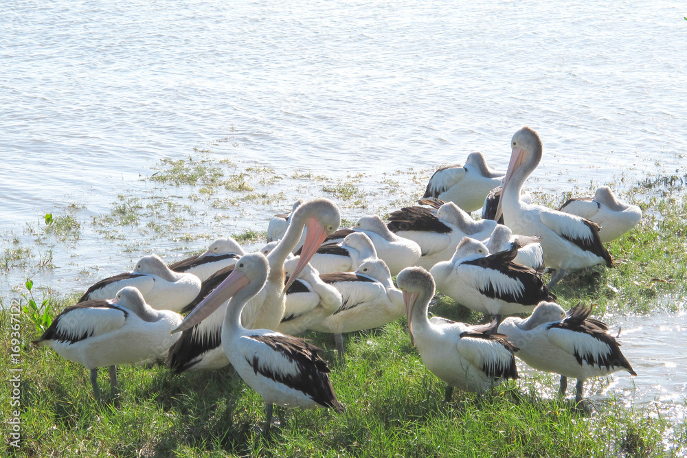 Flock of pelicans near The Esplanade in Cairns Flock of pelicans near The Esplanade in Cairns