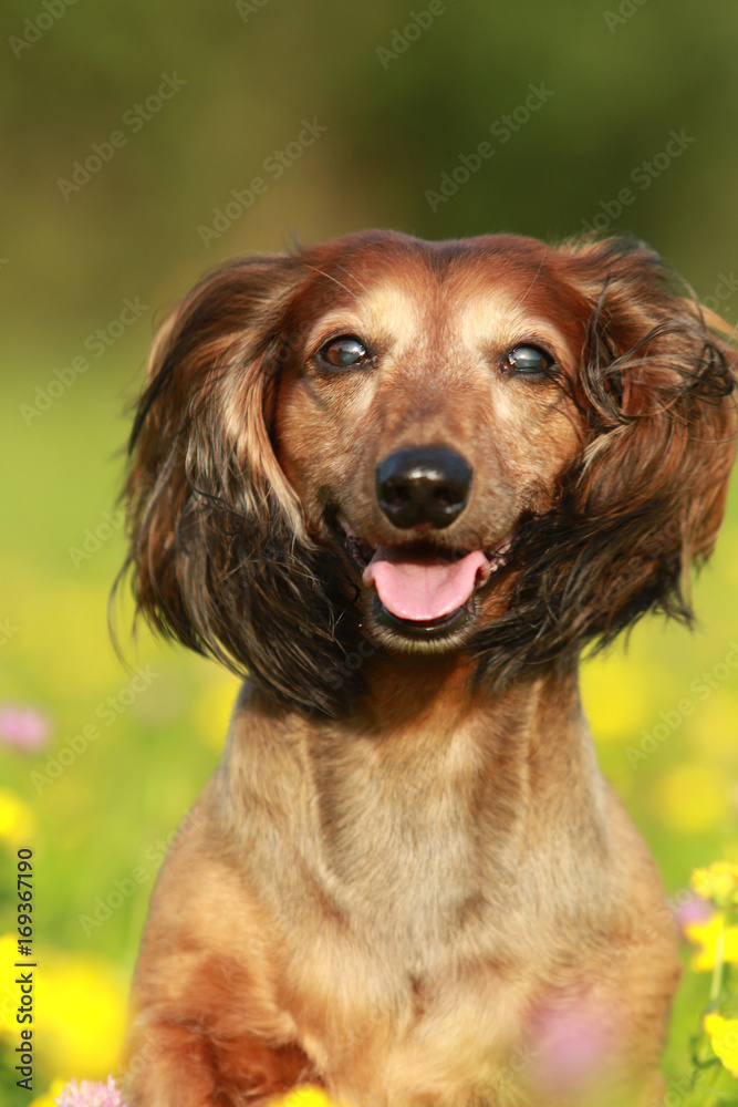 Alter Dackel Hund rennt durch gelbe Blumenwiese