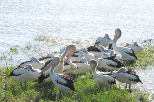 Flock of pelicans near The Esplanade in Cairns
