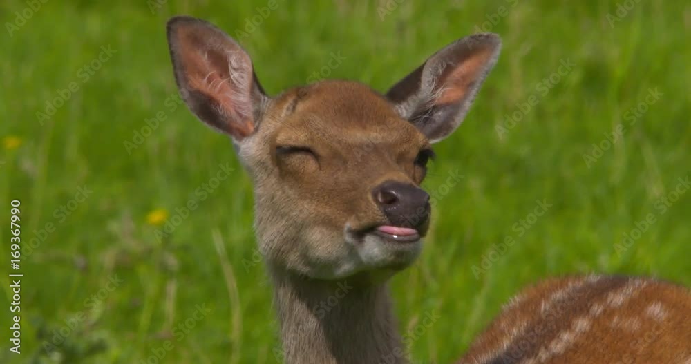 Young Fallow Deer head closeup, looking around. Slow motion Young Fallow Deer head closeup, looking around. Slow motion