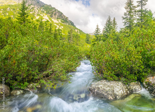 Fresh water stream flowing through the dwarf pine  high Tatras Slovakia