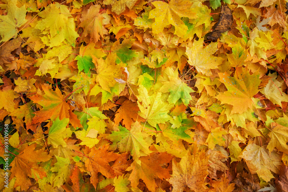 Colorful and bright background made of fallen autumn leaves