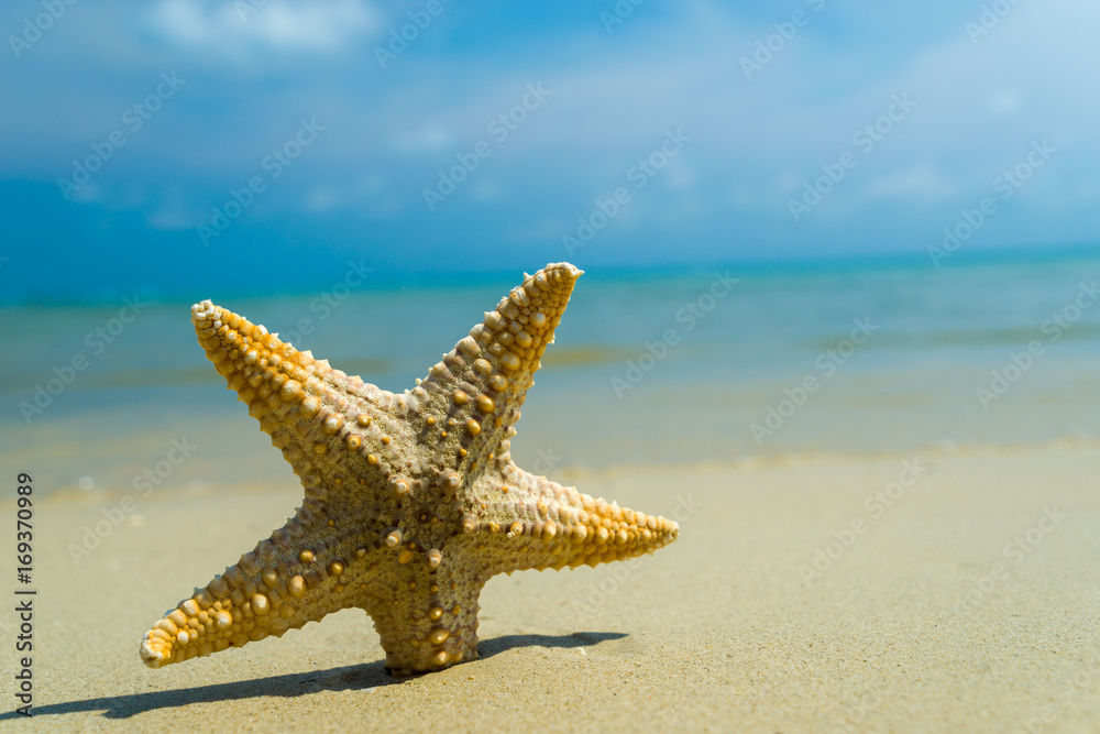 Starfish on the beach on a sunny day Starfish on the beach on a sunny day