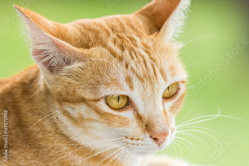 Couching down cute orange stripped cat