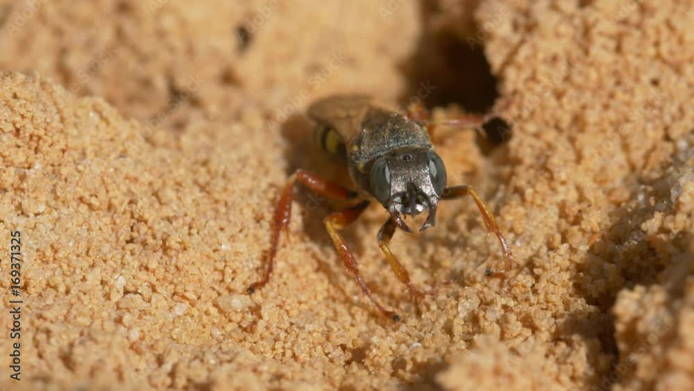 Little wasp (Crabronidae) digging burrow in sand Little wasp (Crabronidae) digging burrow in sand