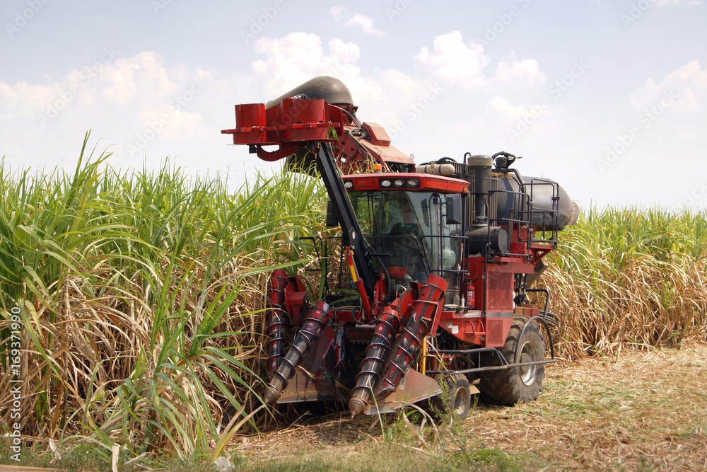 Obraz premium Car cutting sugar cane on fields and agricultural under the blue sky.