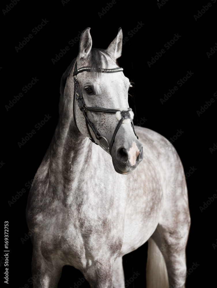 Fototapeta premium weisses Reitpferd vor schwarzem Hintergrund