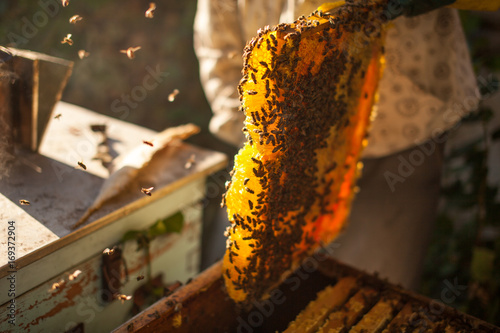 Bee smoker smoking in apiary copyspace seasonal honey bees beekeeping farming organic production producing concept.