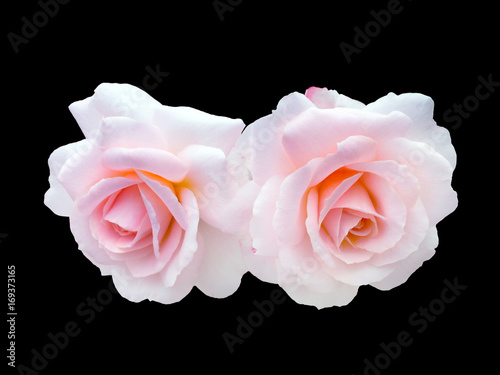 Fototapeta Naklejka Na Ścianę i Meble -  Two Pink roses