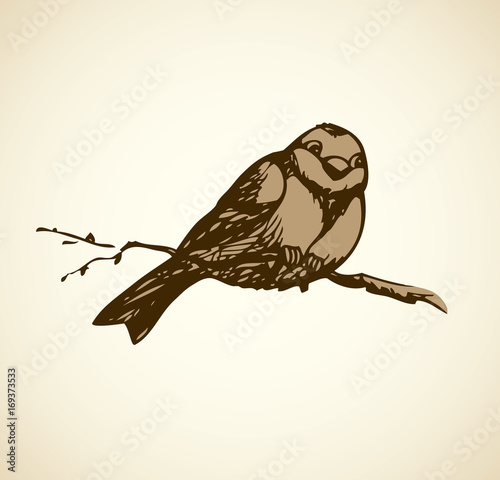 Vector drawing. Tits, sparrows and bullfinches on branches