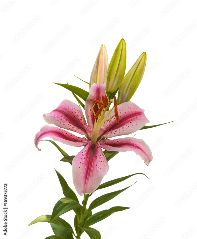 Branch of   Lilium OT-Hybrids with buds on a white background