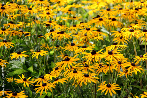 rudbeckia fulgida little goldstar meadow