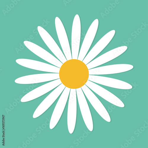 White daisy chamomile. Cute round flower plant collection. Love card. Camomile icon Growing concept. Flat design. Green background. Isolated.