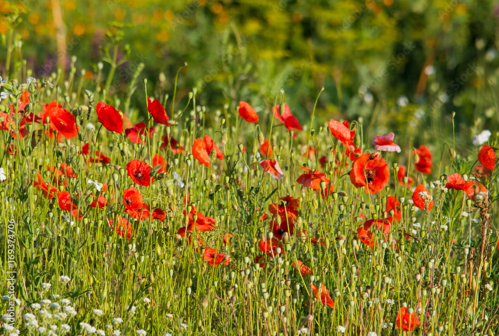 Poppies blossom on the field