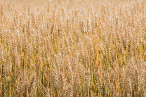 Golden wheat background close-up