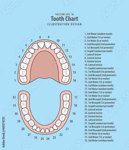 Tooth chart with number infographic illustration vector on blue background. Dental concept.