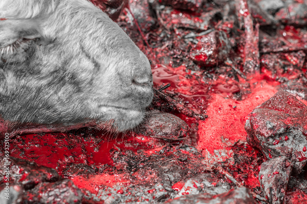 Naklejka premium Close-up of dead sheep head lying on blood sacrificed for Eid Al-Adha (Sacrifice Feast).