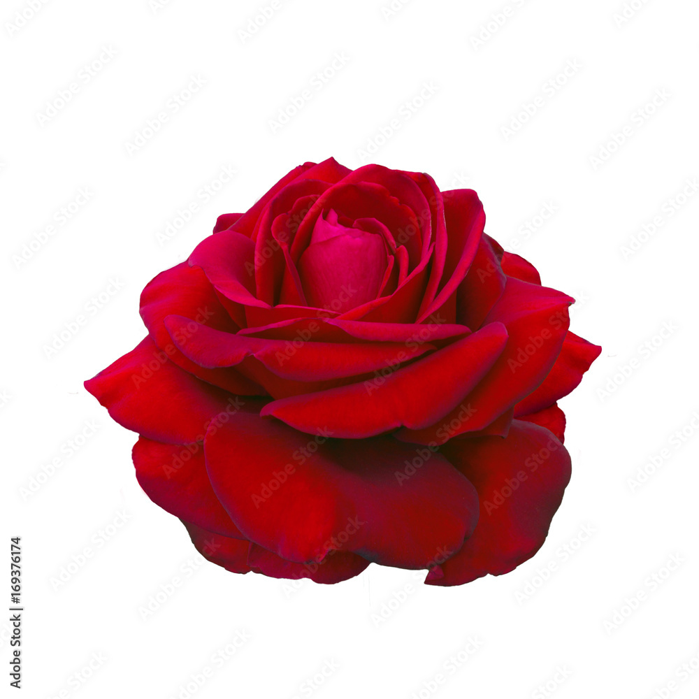 Dark red rose isolated on a white background