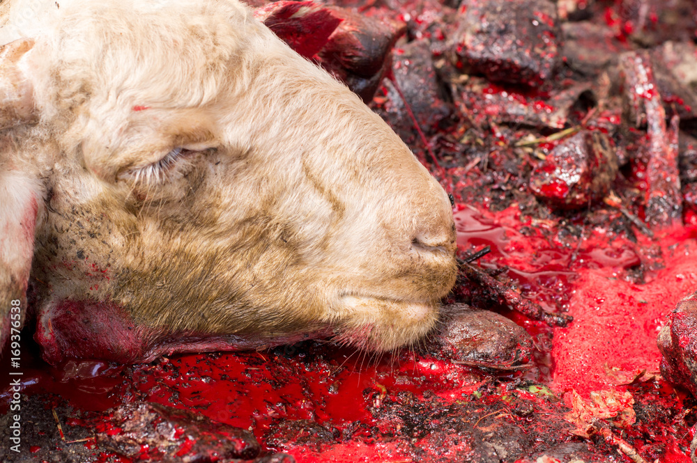 Fototapeta premium Close-up of dead sheep head lying on blood sacrificed for Eid Al-Adha (Sacrifice Feast).