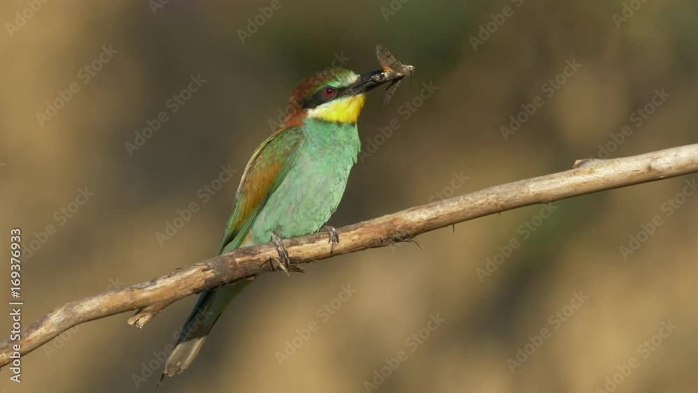 European bee-eater (Merops apiaster) with prey - ungraded footage European bee-eater (Merops apiaster) with prey - ungraded footage