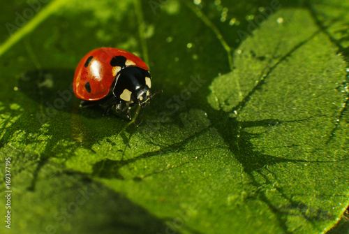 Macro of bug insect (Ladybug) red and dot black color close up on the green leaf or leave in nature photo