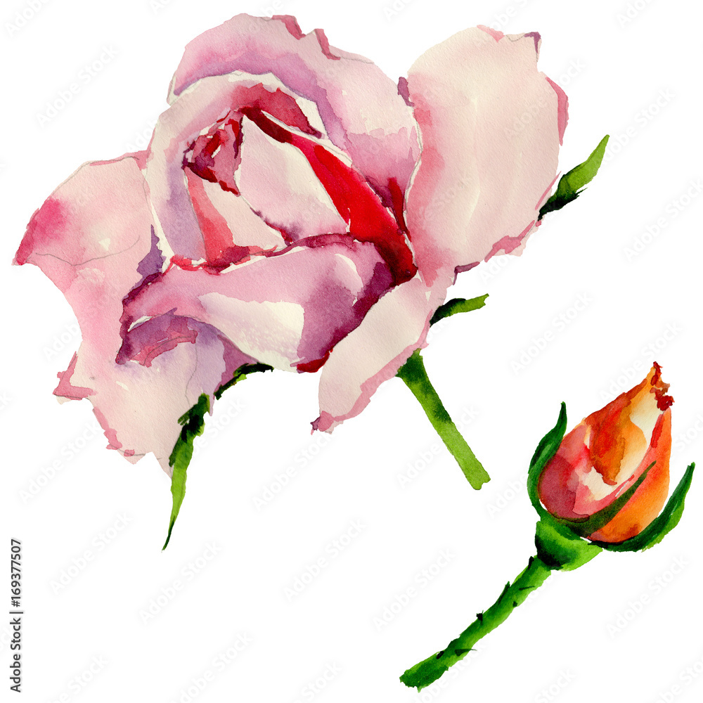 Fototapeta premium Wildflower rose flower in a watercolor style isolated. Full name of the plant: rose. Aquarelle wild flower for background, texture, wrapper pattern, frame or border.