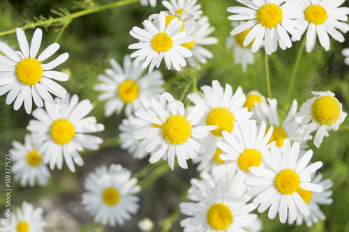 Summer daisies on the lawn