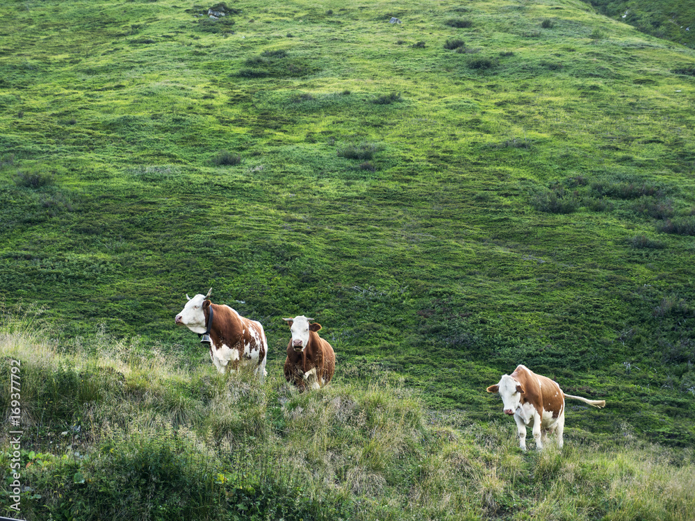 Several cows grazing on mountain pasture. Alpine traditional farming. Scenic Alpine rocky alpine valley of Sportgastein in summer. Picturesque mountain pasturelands, great massif and sunny weather. Several cows grazing on mountain pasture. Alpine traditional farming. Scenic Alpine rocky alpine valley of Sportgastein in summer. Picturesque mountain pasturelands, great massif and sunny weather.