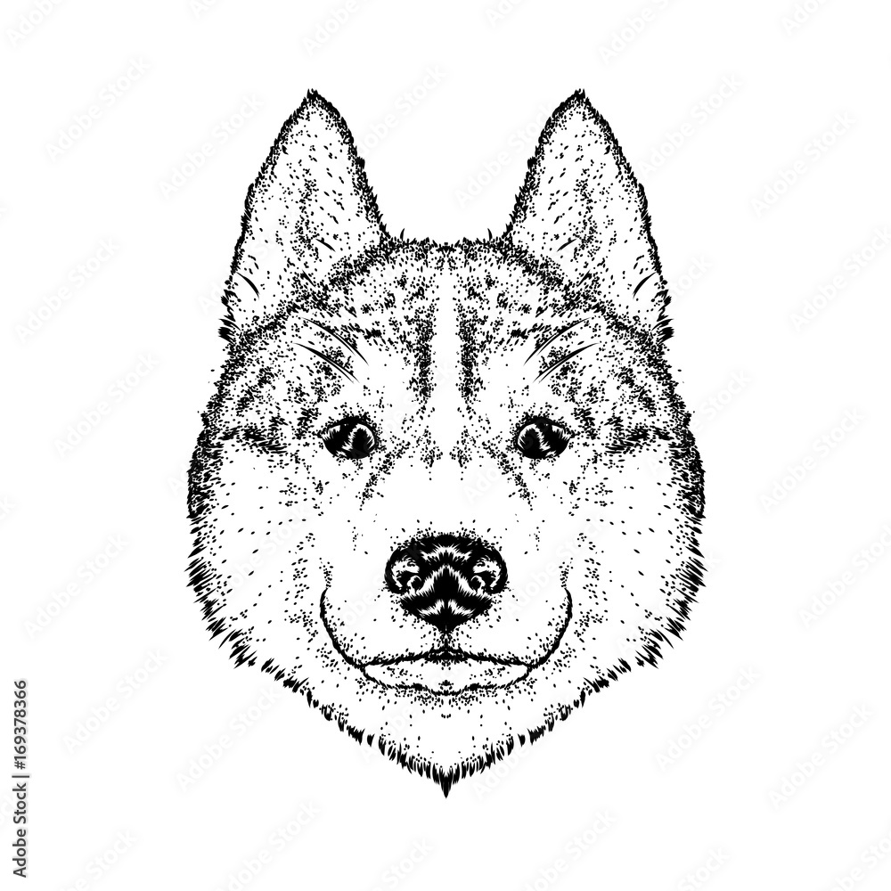 A beautiful dog. Vector illustration for a postcard or poster, print on clothes. Purebred puppy. Husky or wolf.