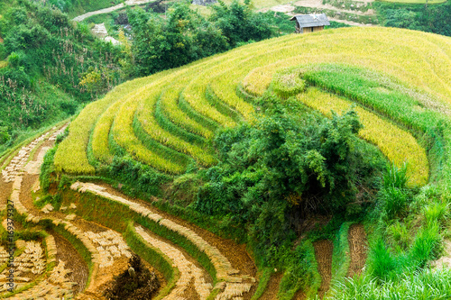 rice farmers on the terraces Mucangchai, Vietnam.