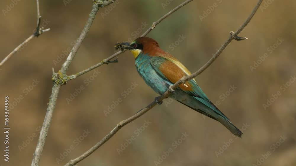 European bee-eater (Merops apiaster) with prey - ungraded footage European bee-eater (Merops apiaster) with prey - ungraded footage