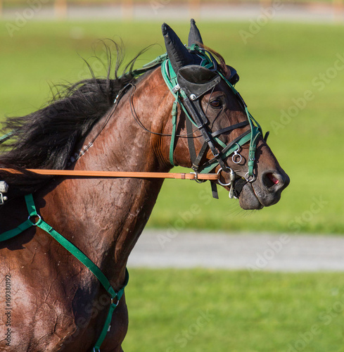 Horse riding in Jämtland in Sweden.