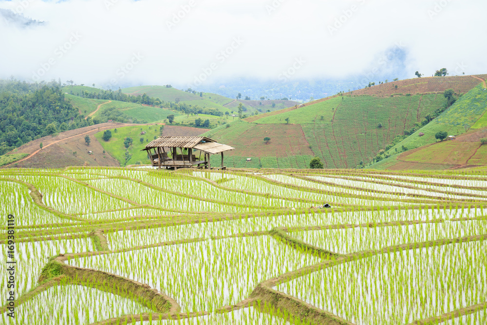 Rice terraces field at Baan Pa Bong Piang in Chiang Mai province, Northern of Thailand