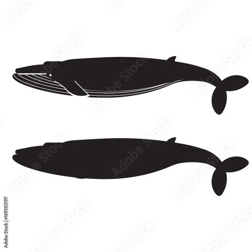 Humpback blue whale icon in outline style. Giant whale logo or label template.