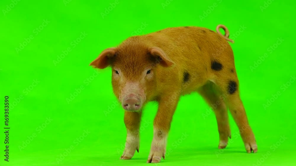 pig isolated on a green background. in studio shot pig isolated on a green background. in studio shot