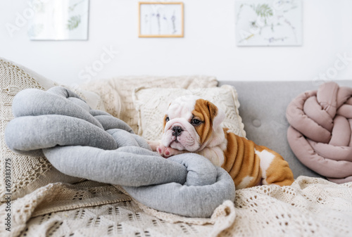 Bulldog puppy lying on the pillow