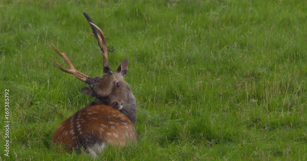 Fallow Deer buck with velvet shedding from antlers grooming. Slow motion