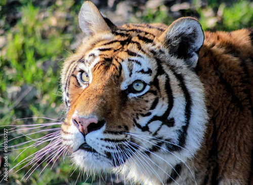 Fototapeta Naklejka Na Ścianę i Meble -  Tigre gros plan