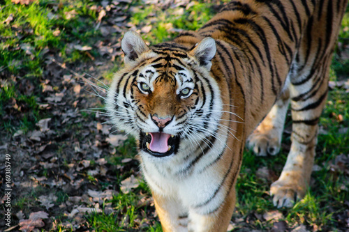 Tigre en col  re