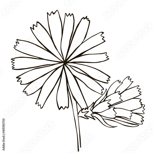 cornflower, flower, hand-drawing vector illustration sketch