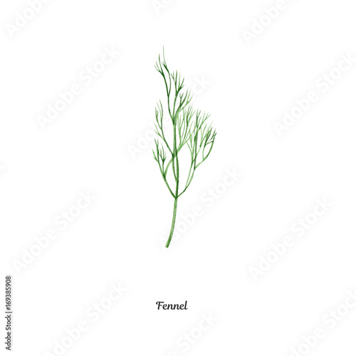 Handpainted watercolor poster with fennel